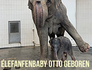 Elefantenbaby Otto wurde am 11.11.2020 im Tierpark Hellabrunn geboren - Elefantendame Temi ist erneut Mutter (©Foto. Hellabrunn)